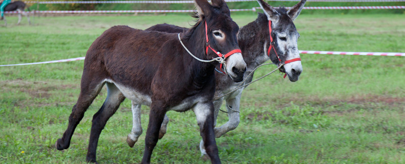 Palio Degli Asini
